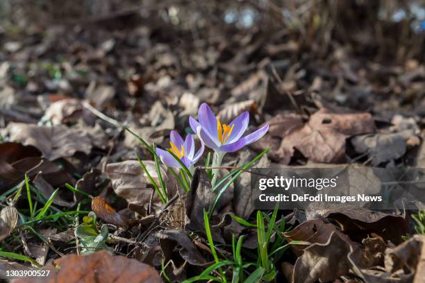 Blossoming elf crocuses along the way in the Gundelfinger Moos on February 23, 2021 in Guenzburg, Germany.