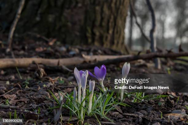 Blossoming elf crocuses along the way in the Gundelfinger Moos on February 23, 2021 in Guenzburg, Germany.