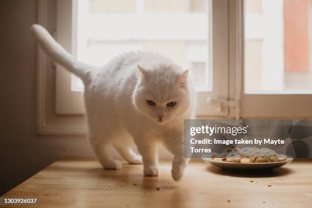 cat standing on a table next to a plate of cookies - cat food ストックフォトと画像