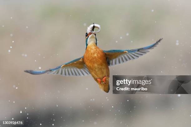 kingfisher fishing - common kingfisher stock pictures, royalty-free photos & images