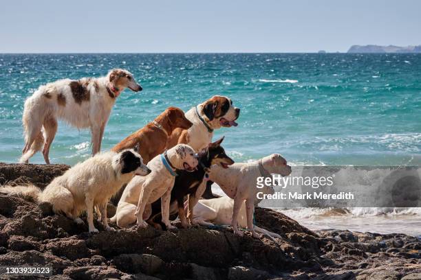 dogs group pose at otama beach in the coromandel in new zealand's north island - dog breeds stock pictures, royalty-free photos & images