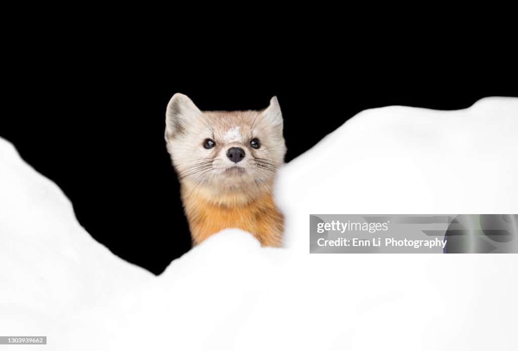 Pine Marten peak-a-boo
