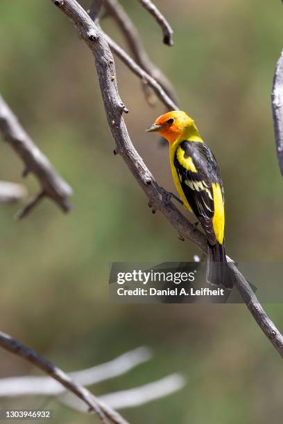 western tanager bird - paradise tanager stock pictures, royalty-free photos & images