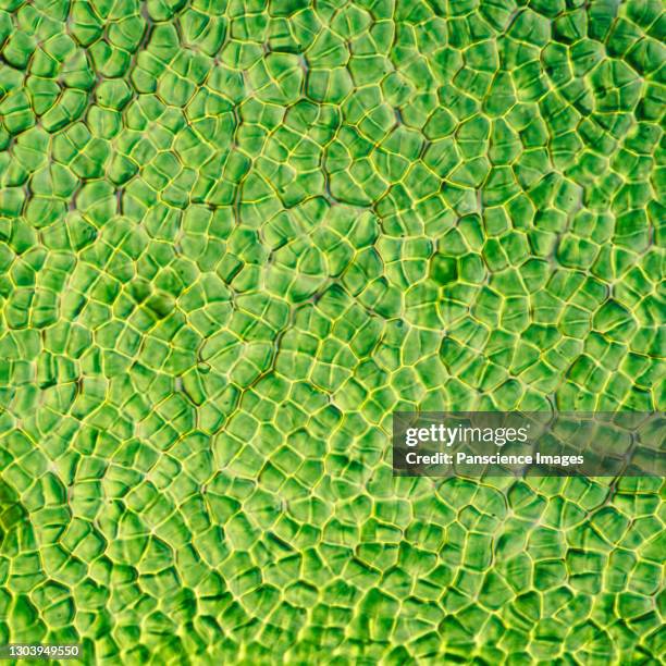 kelp cells - plant cell stock pictures, royalty-free photos & images