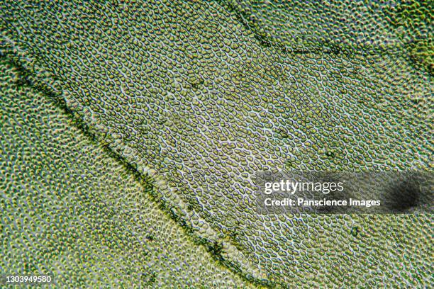 kelp cells - plant cell stock pictures, royalty-free photos & images
