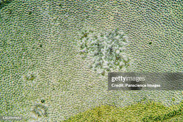 kelp cells - chloroplasten stock-fotos und bilder