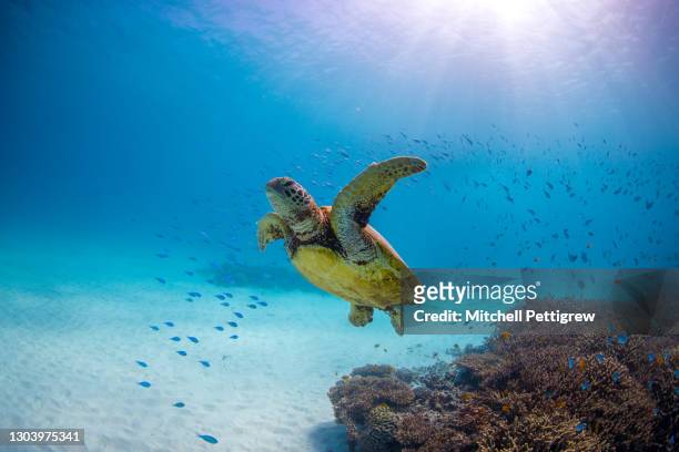 glider - sea turtle stock pictures, royalty-free photos & images