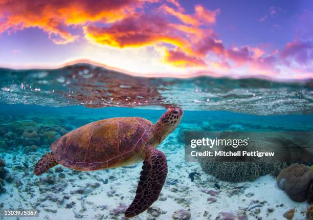 sunset turtle - unterwasseraufnahme meer sonne stock-fotos und bilder