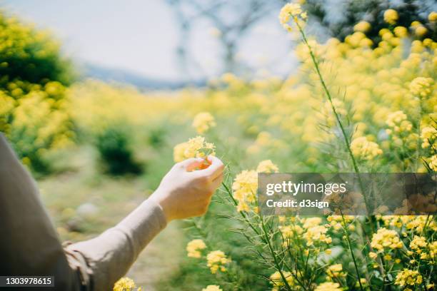 close up of young woman walking down the field and touching yellow rapeseed flowers in the meadow on a sunny day - japanese brush stroke stock pictures, royalty-free photos & images