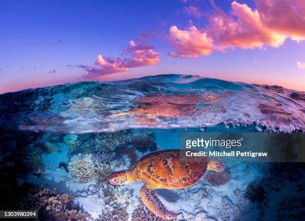beautiful sunset - coral cnidarian fotografías e imágenes de stock