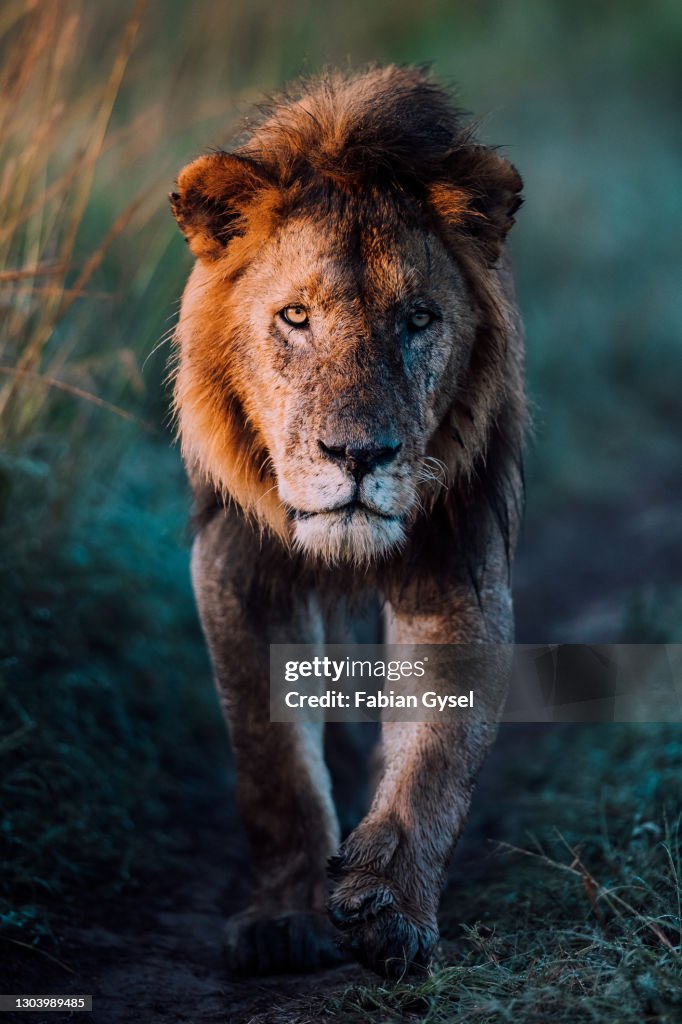 Portrait of Male Lion