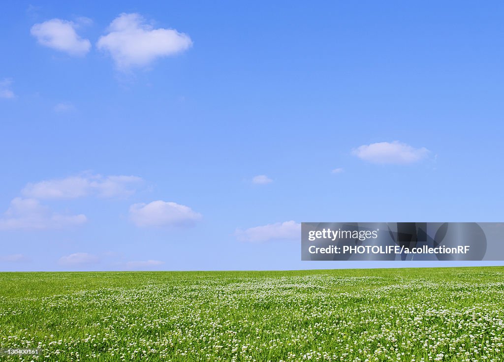 Clover field