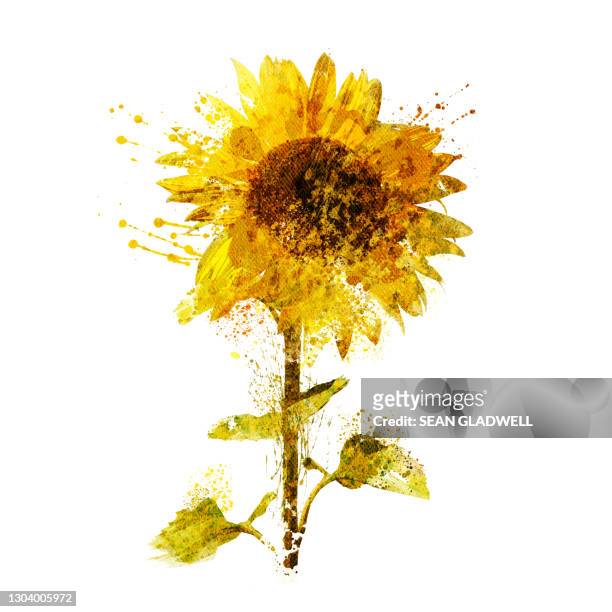 sunflower illustration - sunflower stock photos et images de collection