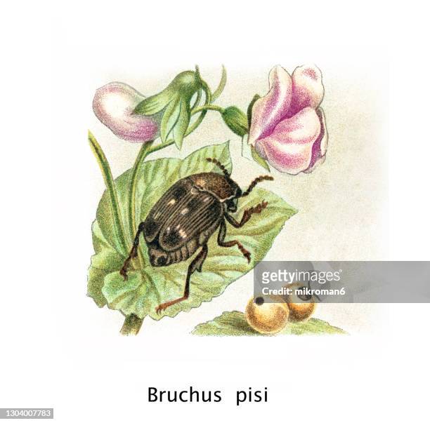 old chromolithograph of entomology, beetle - pea weevil (bruchus pisorum, or bruchus pisi) - lithograph stockfoto's en -beelden