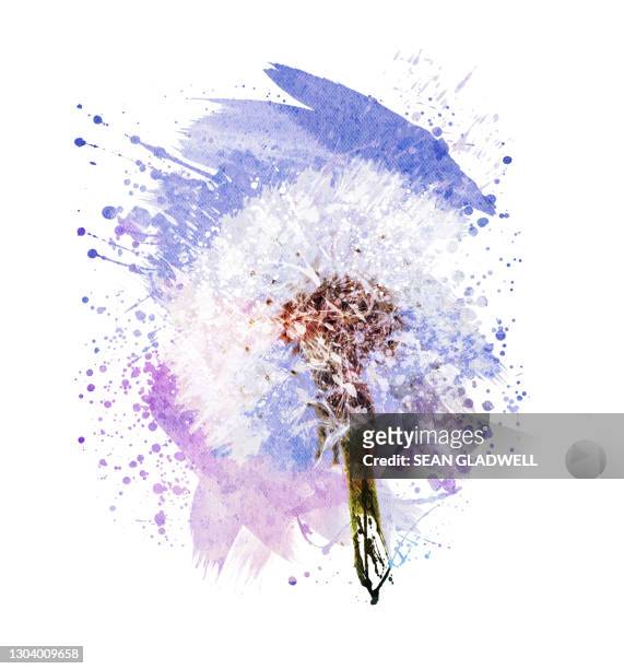 dandelion illustration - pollen air stock pictures, royalty-free photos & images