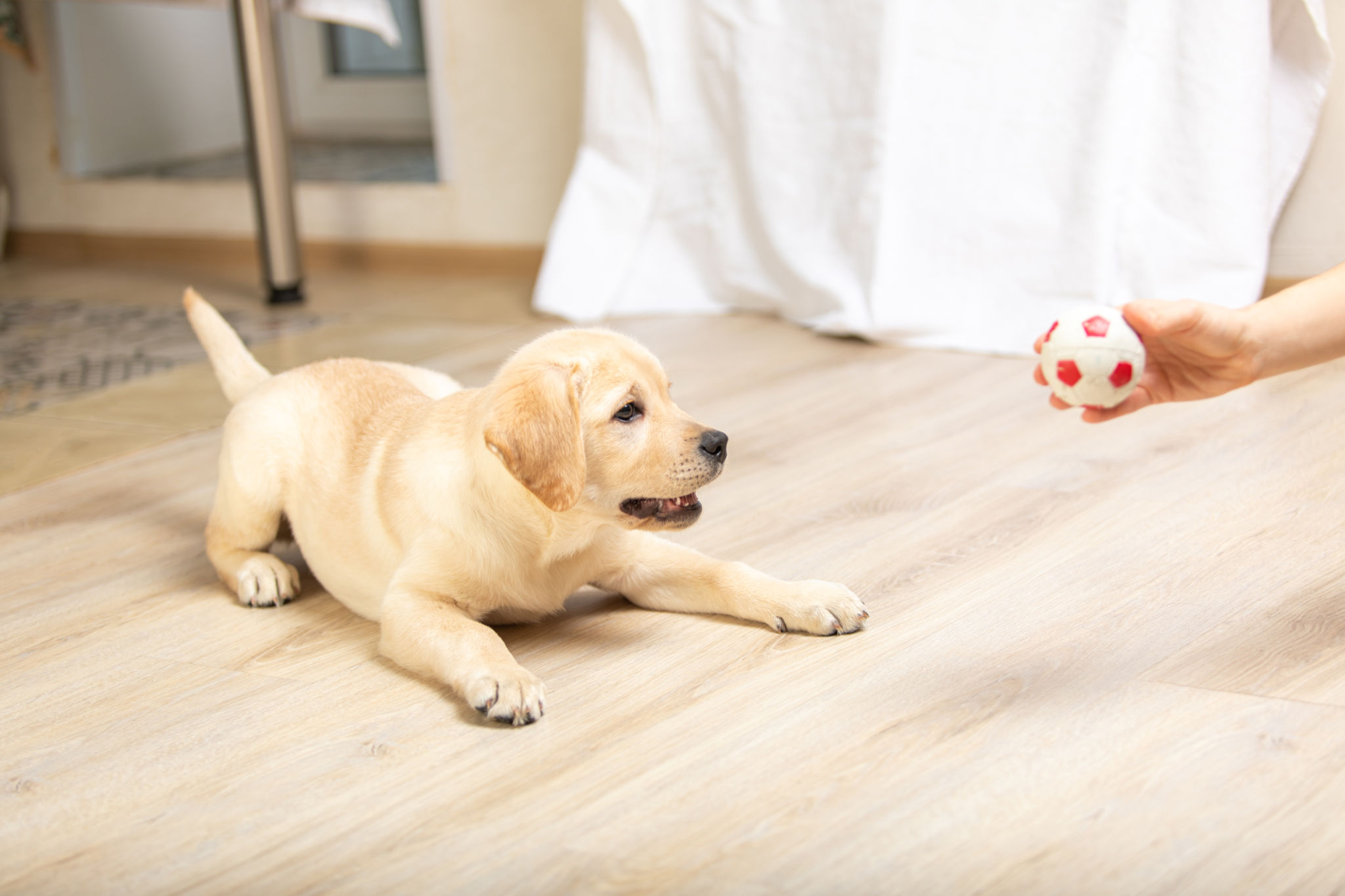 puppy training indoors