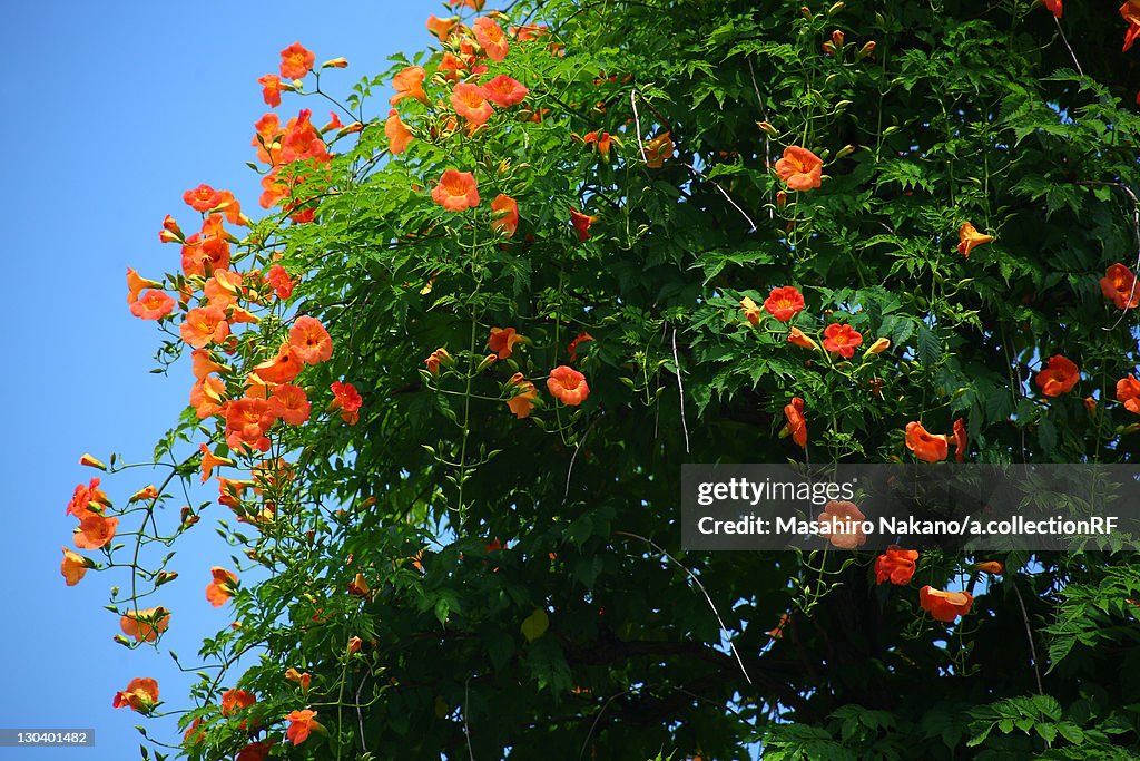Trumpet Creeper