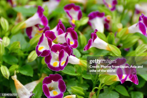 torenia / wishbone flower - torenia fotografías e imágenes de stock