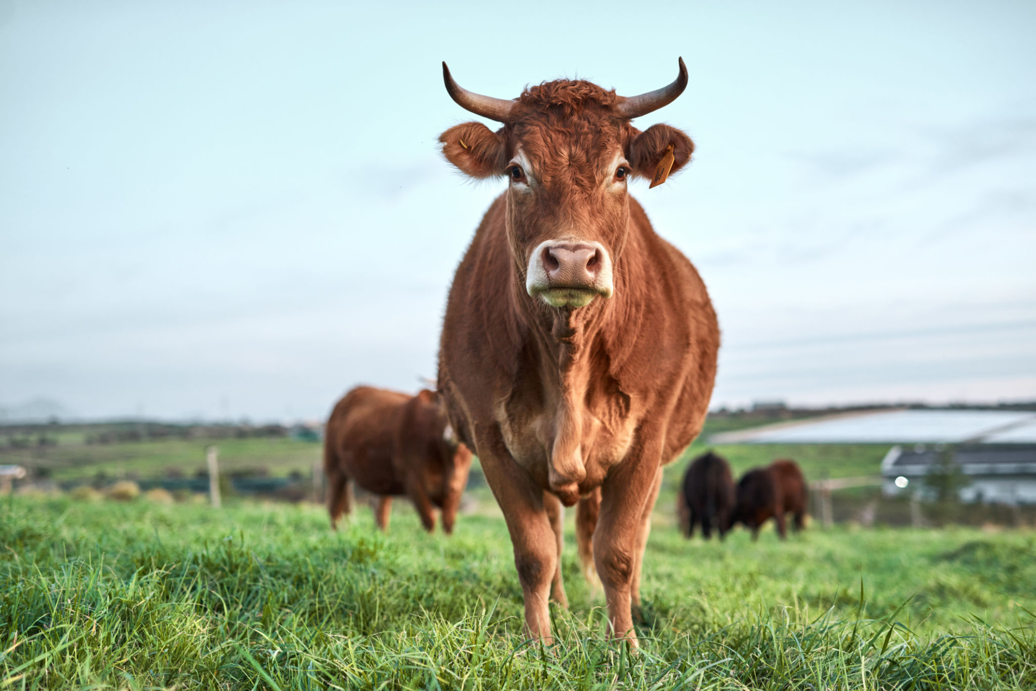 An-udder day, an-udder field to graze An-udder day, an-udder field to graze