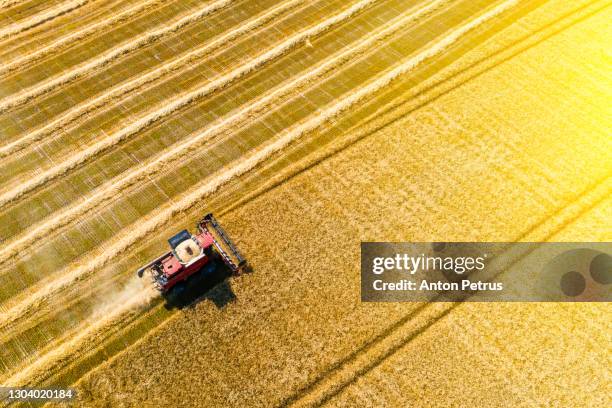 aerial view of combine harvesters on wheat field. - rogge graan stockfoto's en -beelden