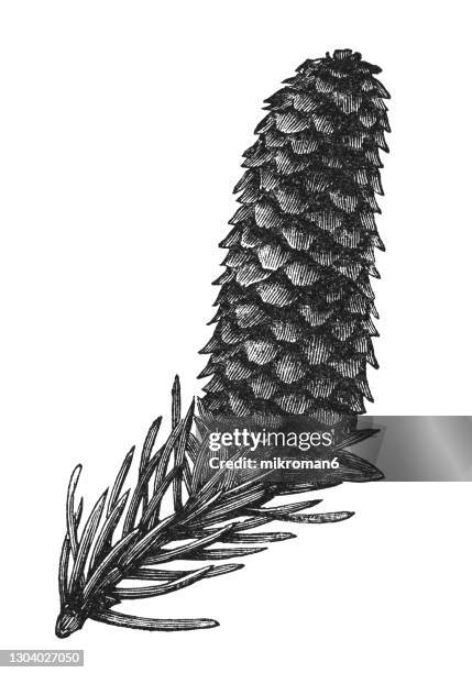 old engraved illustration of conifer cone - cypress tree illustration stock pictures, royalty-free photos & images