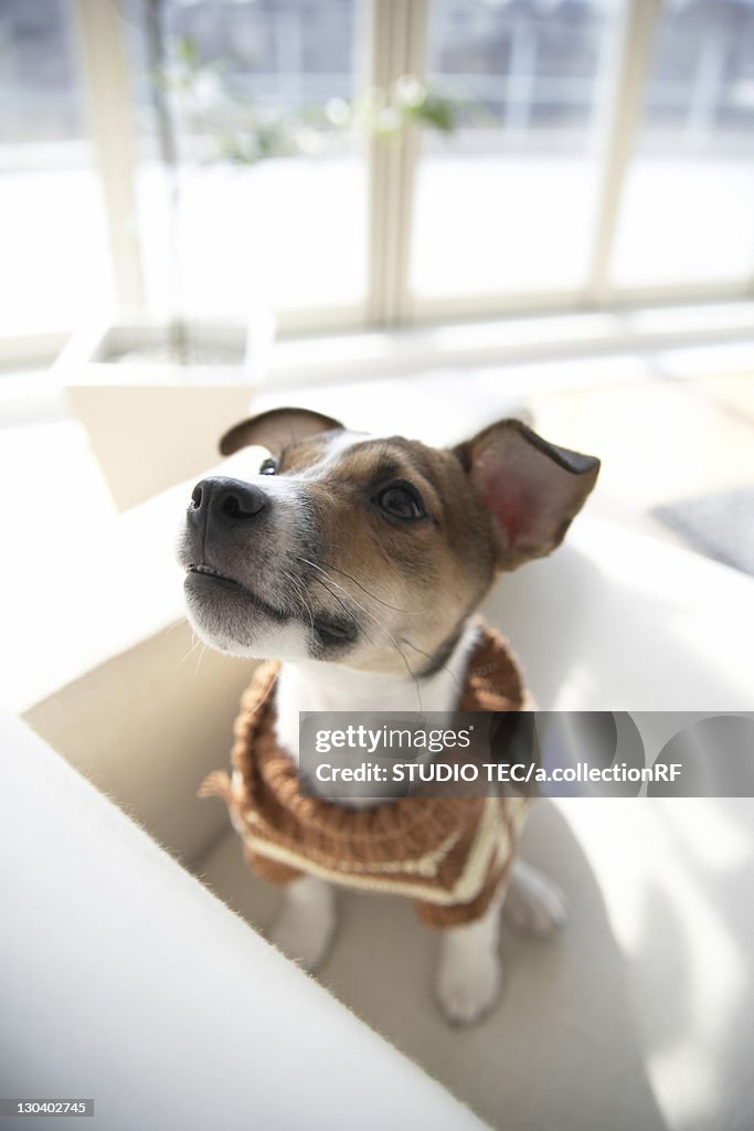 Jack Russell Terrier on Sofa, High Angle View