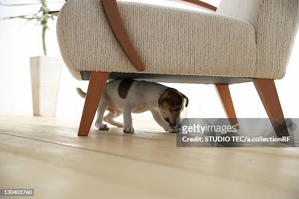 jack russell terrier below armchair - under sofa stockfoto's en -beelden
