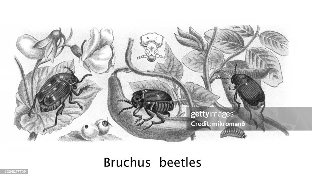 Old chromolithograph of Entomology, Beetles - Pea weevil, Bean weevil, Seed beetle