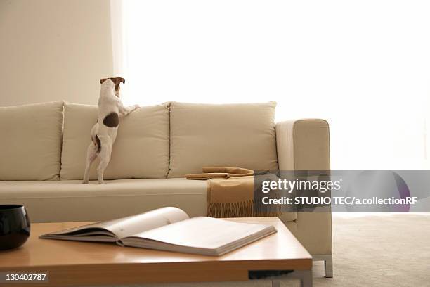 jack russell terrier on sofa - coffee table stock pictures, royalty-free photos & images