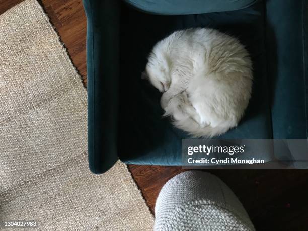 white ragdoll cat curled up on a mid century velvet chair - cat circle stock pictures, royalty-free photos & images