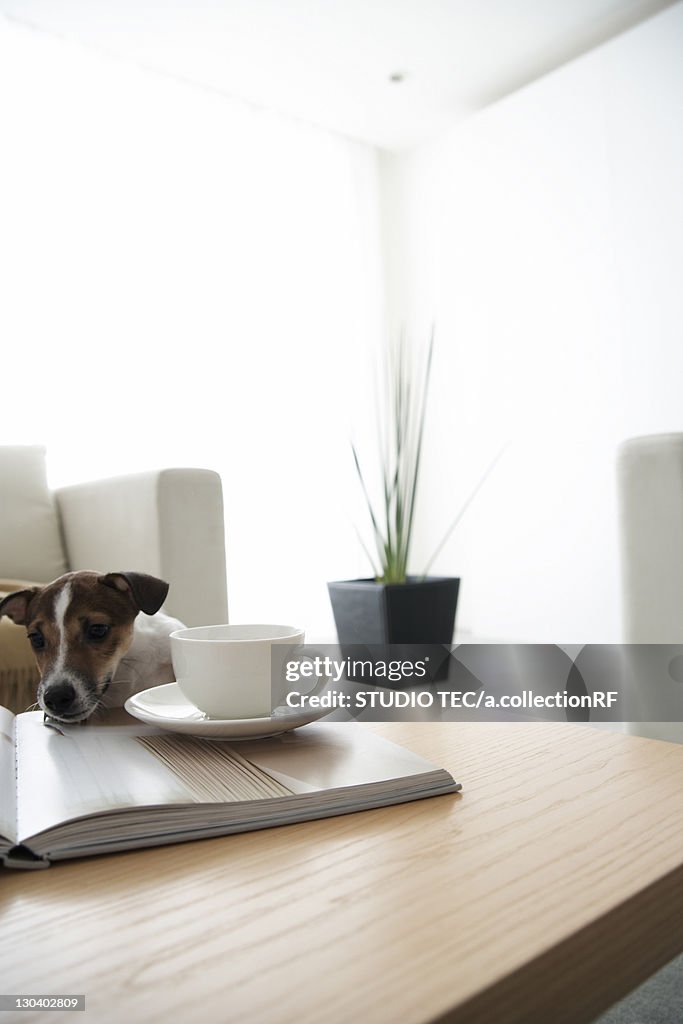 Jack Russell at Coffee Table