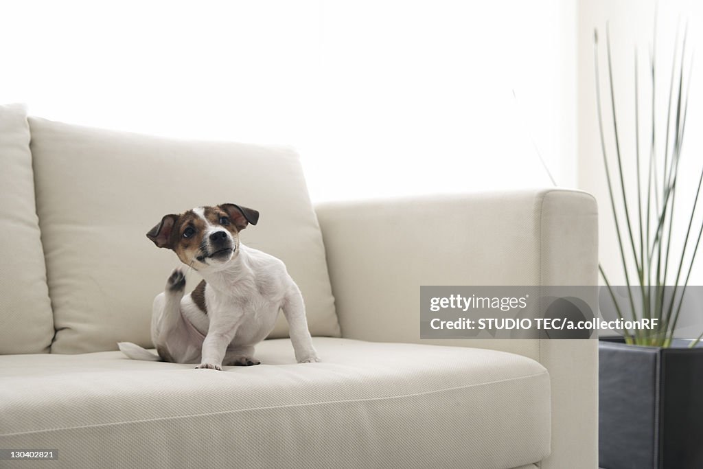 Jack Russell Terrier Scratching Itself on Sofa