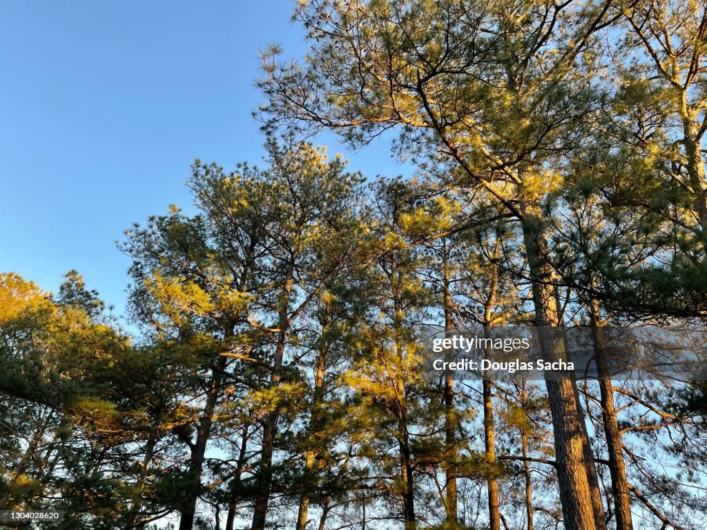 Yellow Pine trees (Pinus taeda)