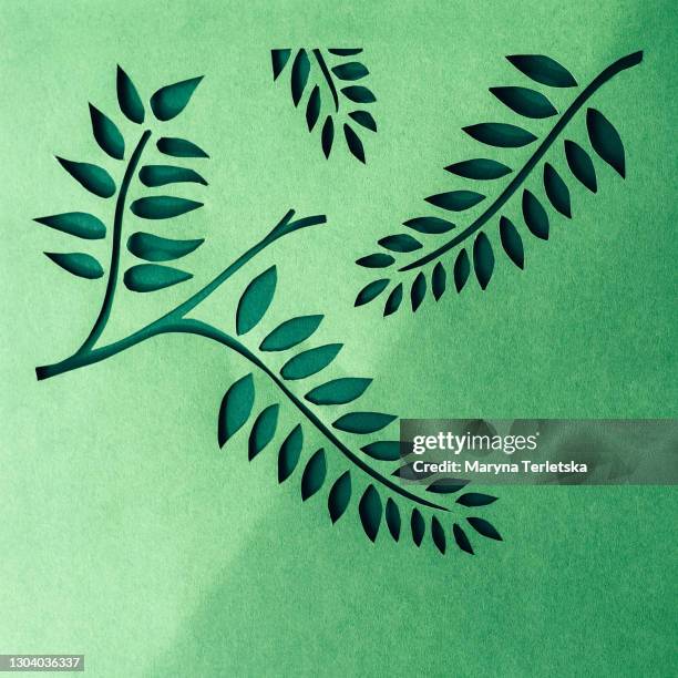 background from clipping branches with leaves. - white flower paper stock pictures, royalty-free photos & images