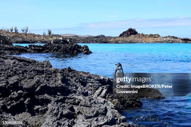 galapagos penguin (spheniscus mendiculus) on the volcanic coast, sombrero chino island, chinese hat, galapagos, ecuador - galapagos penguin stock pictures, royalty-free photos & images