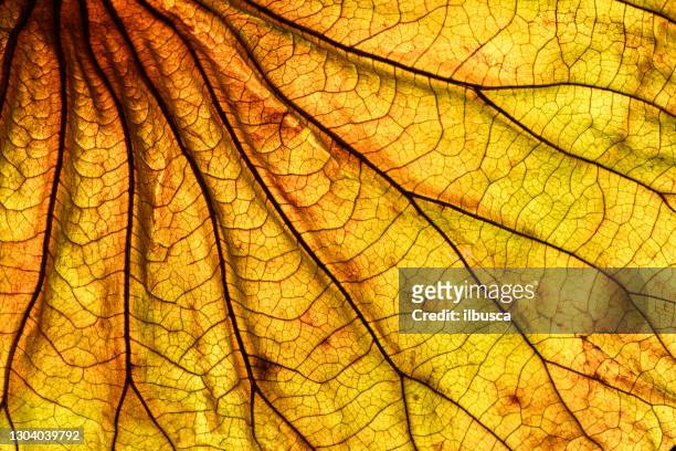 fondo abstracto de hojas retroiluminadas - macro fotografías e imágenes de stock