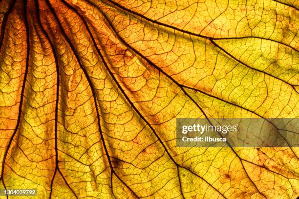 abstract backlit leaf background - yellow abstract stock pictures, royalty-free photos & images