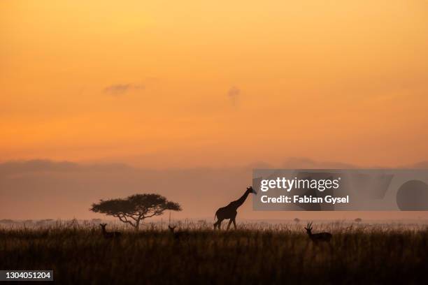 giraffe on the horizon at sunrise - african safari imagens e fotografias de stock