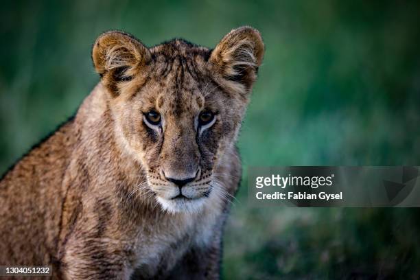 lion cub stare - lion cub stock-fotos und bilder