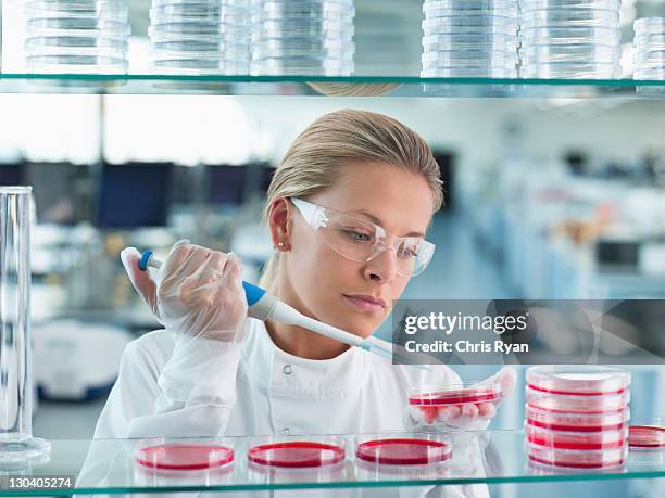 scientist putting liquid in petri dishes in lab - shelf strip stock pictures, royalty-free photos & images