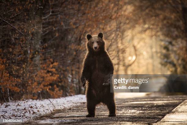 brown bear on the road in the forest between winter and autumn season - クマ ストックフォトと画像