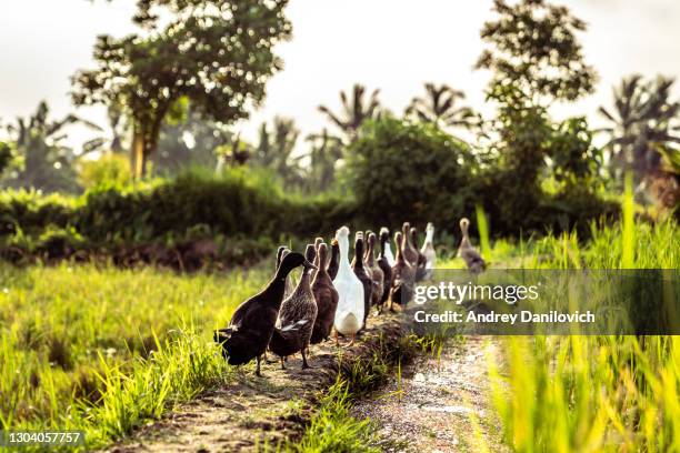Ducks Clean Rice Paddy Rice Duck Farm Photos and Premium High Res Pictures - Getty Images