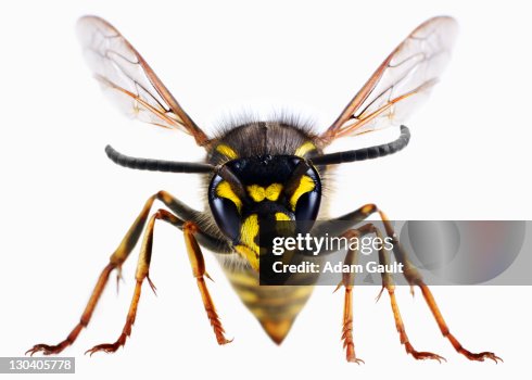 Close up of wasp Close up of wasp