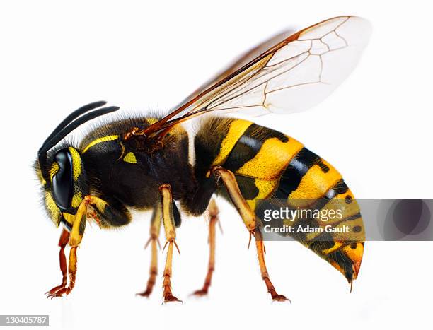close up of wasp - wasps stock pictures, royalty-free photos & images
