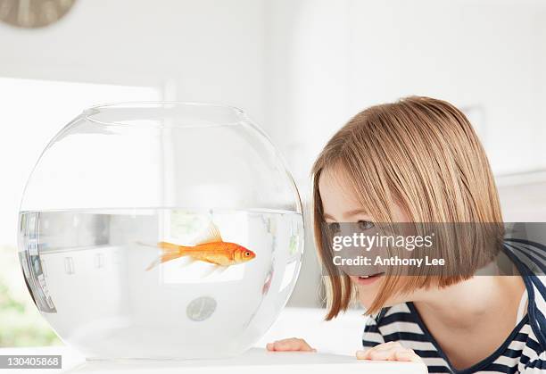 girl examining goldfish in fishbowl - pet goldfish stock pictures, royalty-free photos & images