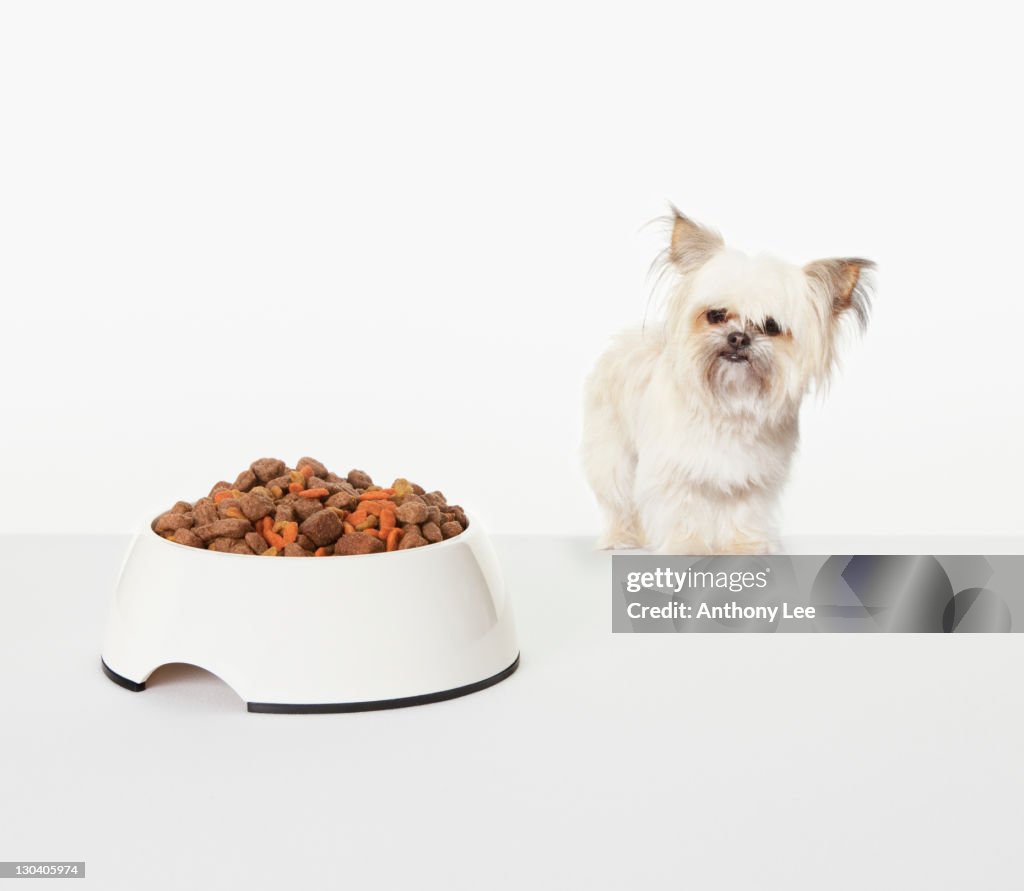Dog examining bowl of dog food