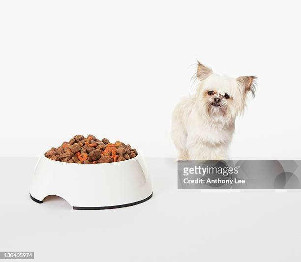 dog examining bowl of dog food - pet food dish stock pictures, royalty-free photos & images
