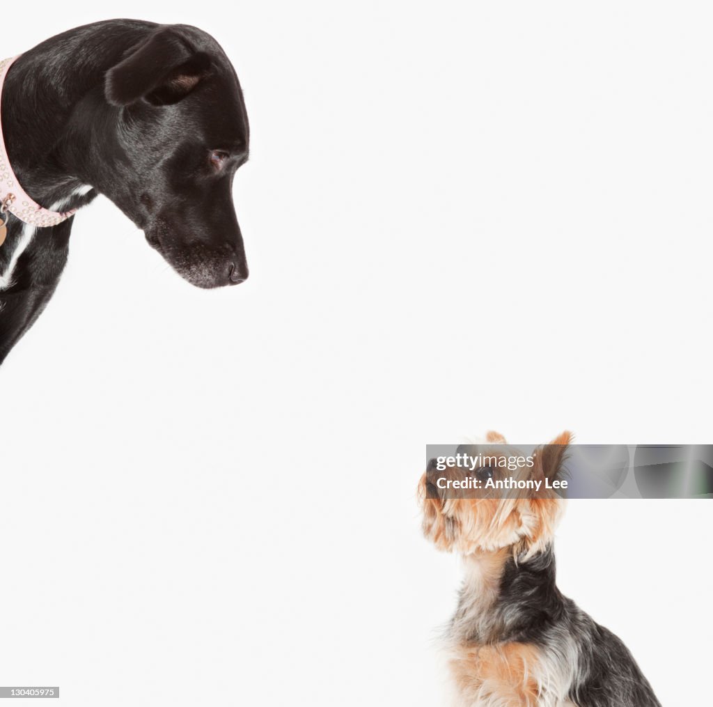 Dogs examining each other