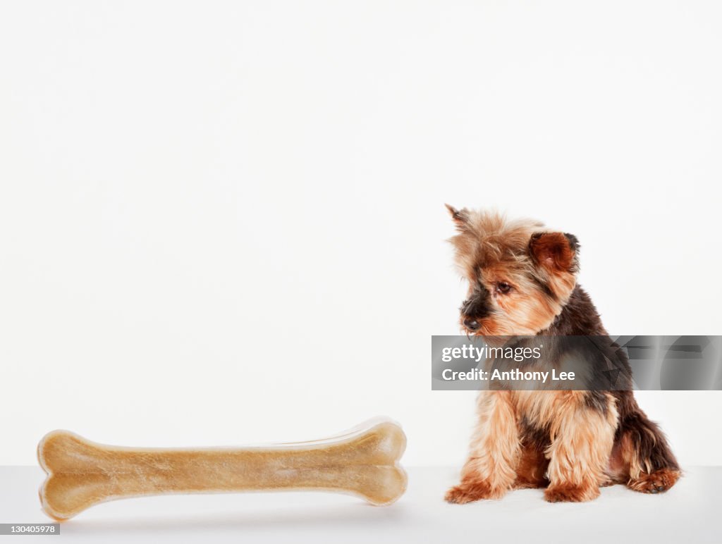 Dog examining oversized bone