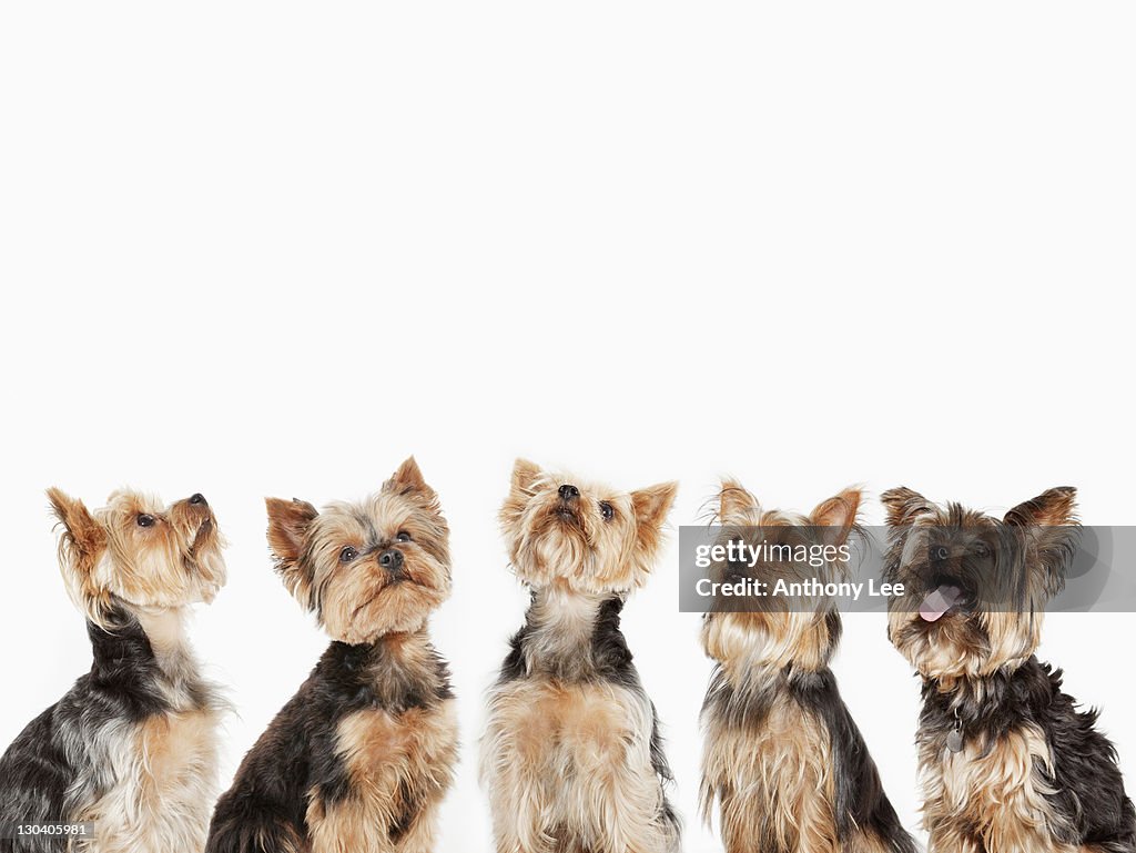 Identical dogs sitting together